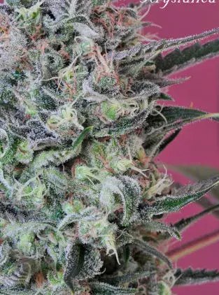 Krystalica Regular Cannabis Seeds