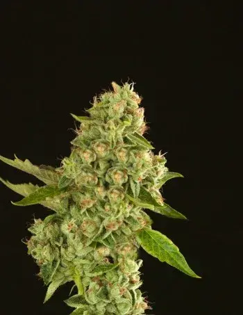 Kuchi Feminised Cannabis Seeds | Devil’s Harvest Seeds