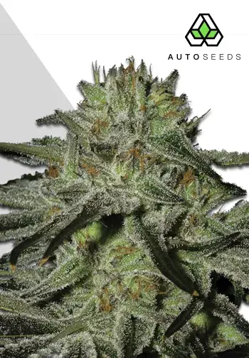 Kush Doctor Autoflowering Feminised Cannabis | Auto Seeds
