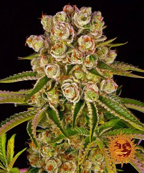 Kush Mintz Feminised Cannabis Seeds | Barney's Farm 