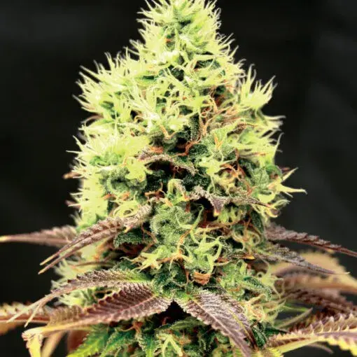 Kush n Cookies CBD Feminised Cannabis Seeds | Garden of Green
