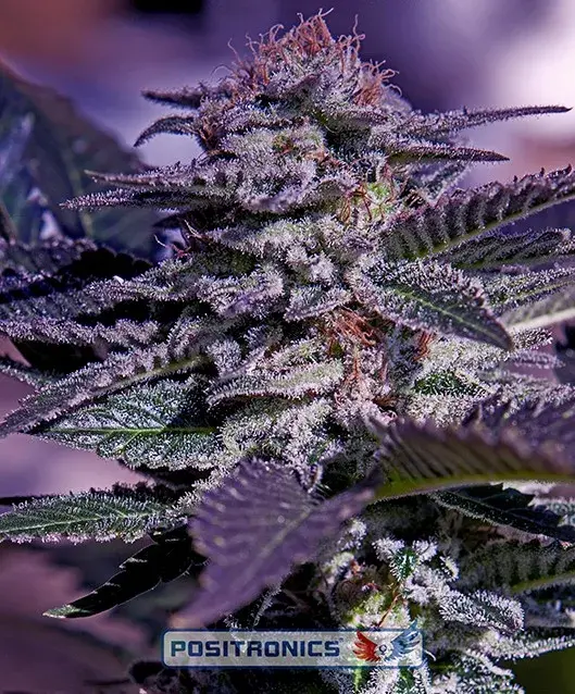 Kush Express Auto Feminised Cannabis Seeds | Positronics