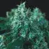 Kryptonite FAST Feminised Cannabis Seeds | Pyramid Seeds.