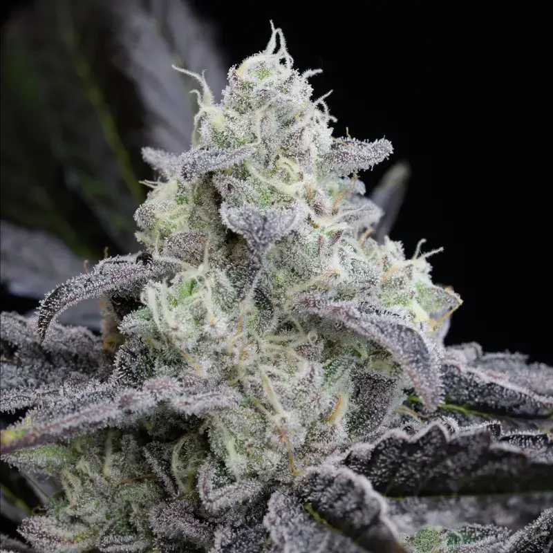 L.A. Vanilla Cake Auto Cannabis Seeds - Silent Seeds.