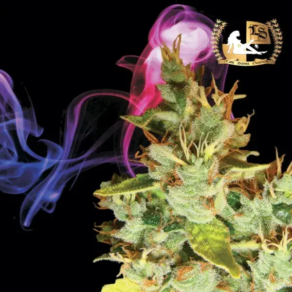 Aphasia Haze Regular Cannabis Seeds | Lady Sativa Genetics
