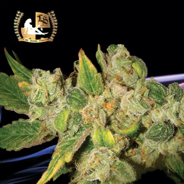 English O.G. Regular Cannabis Seeds | Lady Sativa Genetics