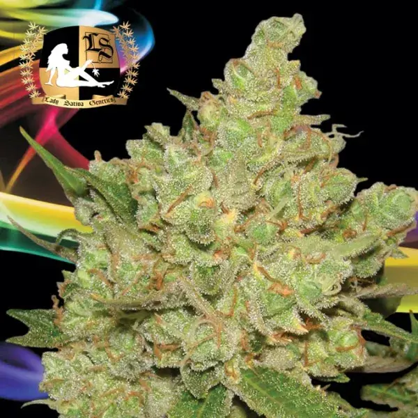 Exodus Fuel Regular Cannabis Seeds | Lady Sativa Genetics