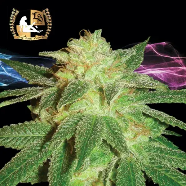 Kensington Kush Regular Cannabis Seeds | Lady Sativa Genetics