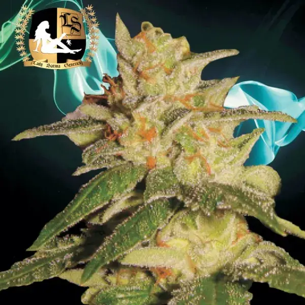 London City Diesel Regular Cannabis Seeds | Lady Sativa Genetics