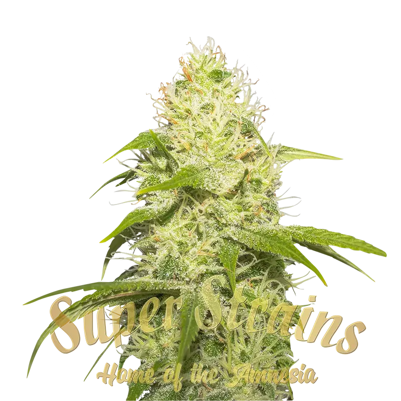 La Jefa Feminised Cannabis Seeds - Super Strains