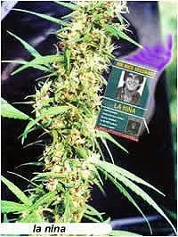 La Nina Regular Cannabis Seeds | Mr Nice Seeds