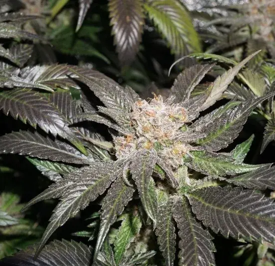 Lava Freeze Feminised Cannabis Seeds - Super Sativa Seed Club