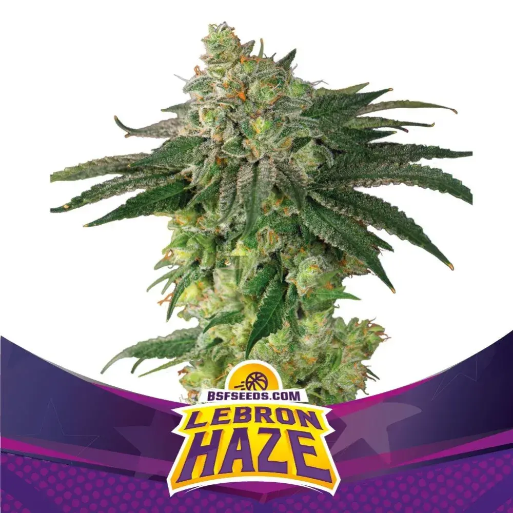  Lebron Haze Feminised Cannabis Seeds - BSF Seeds Feminised Cannabis Seeds - BSF Seeds