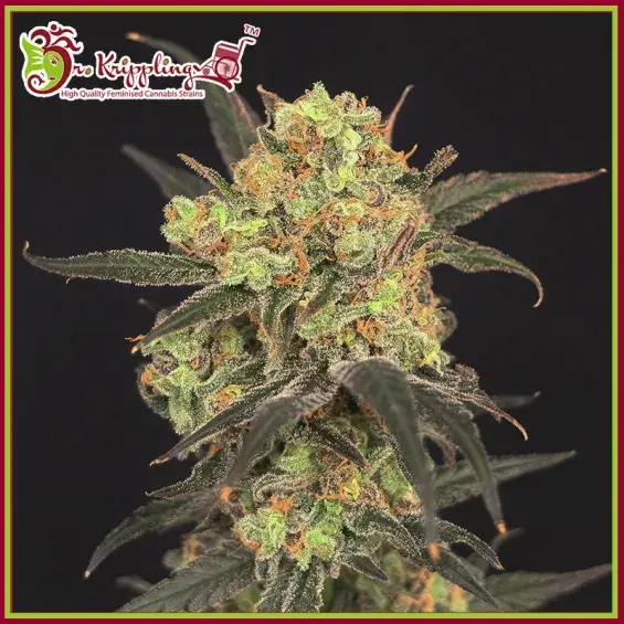 Leisure Zoot Larry Feminised Cannabis Seeds – Dr Krippling