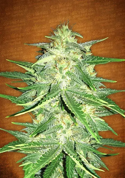 Lemon AK-47 Auto Feminised Cannabis Seeds | Fast Buds