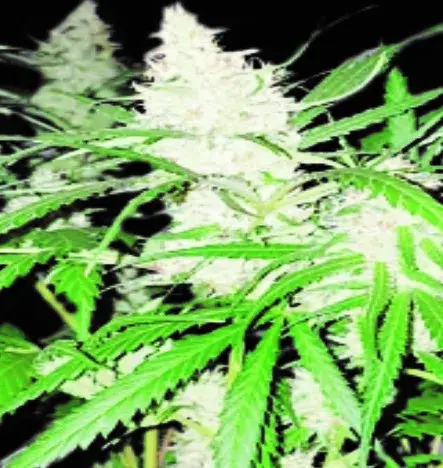 Lemon Ammo Feminised Cannabis Seeds | Dispensario Seeds