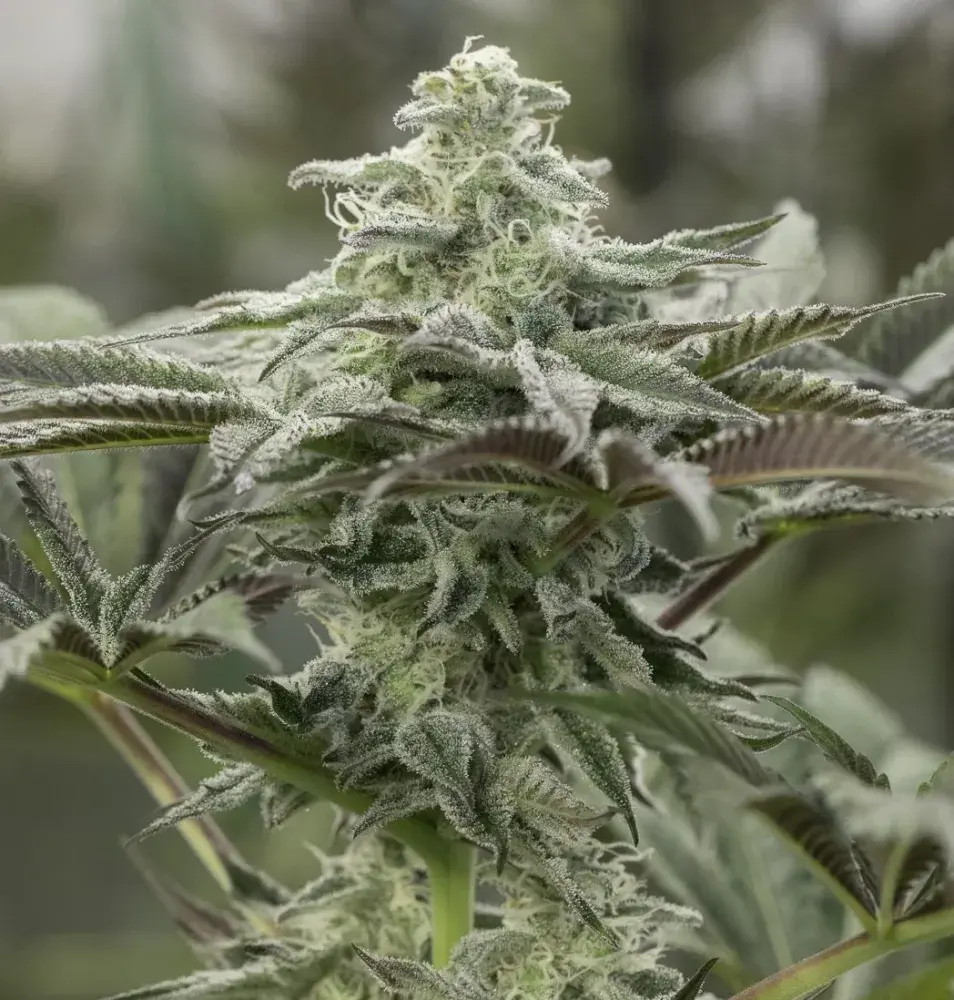 Lemon Citron Feminised Cannabis Seeds | Humboldt Seeds Organisation