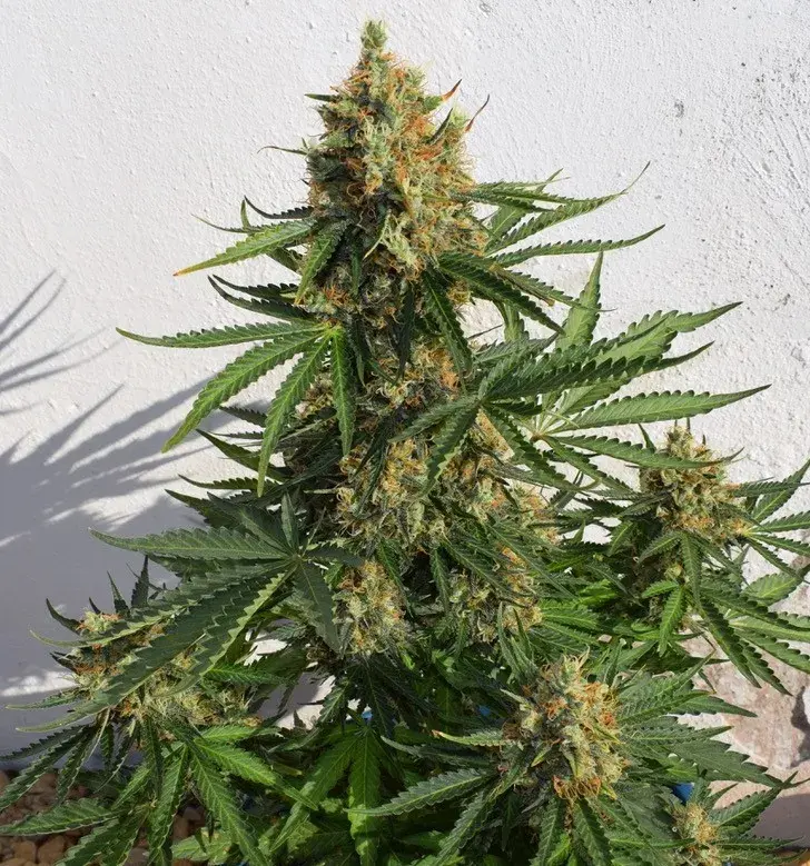 Lemon Haze Auto Feminised Cannabis Seeds | Expert Seeds