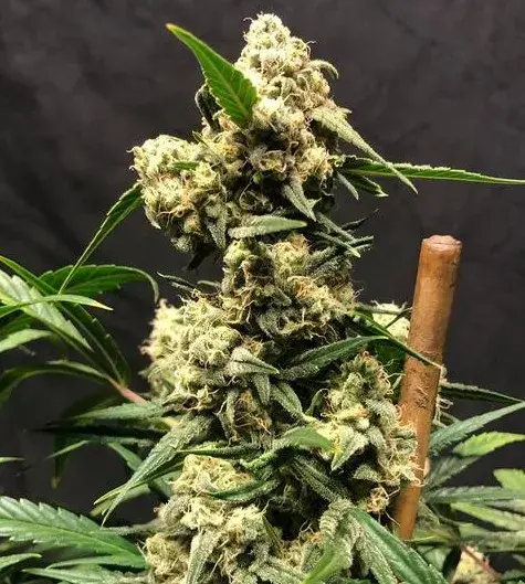 Lemon Meringue Auto - Tastebudz - Discount Cannabis Seeds