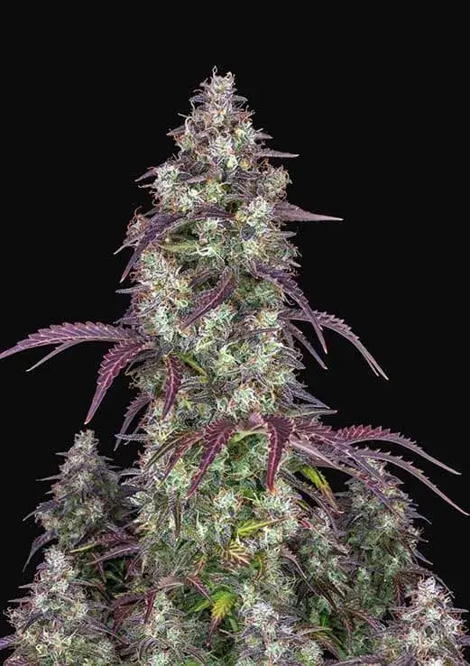 Lemon Pie Auto Feminised Cannabis Seeds | Fast Buds