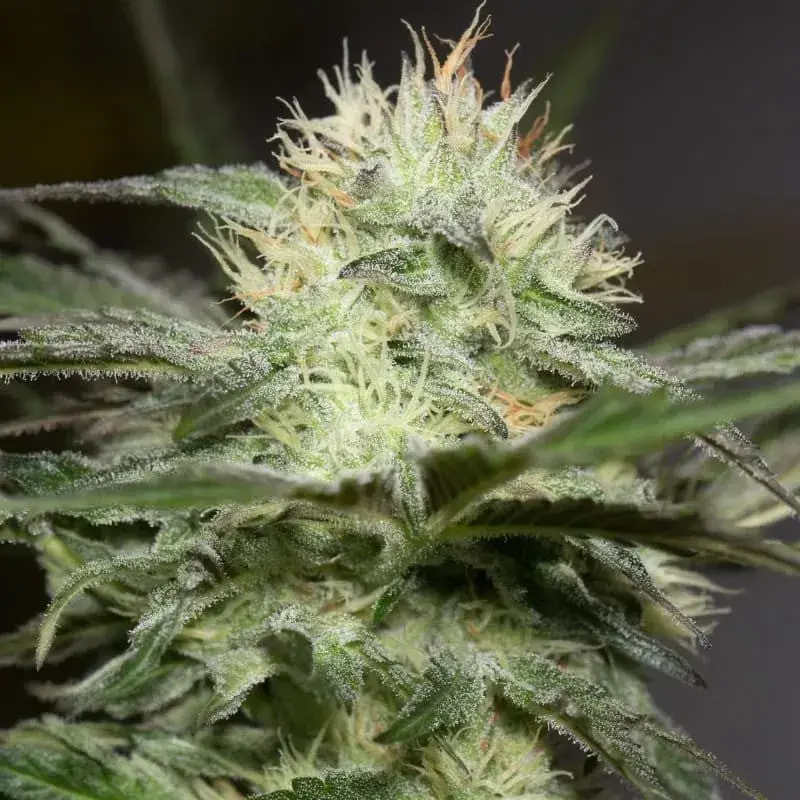 Lemon Sorbet Cannabis Seeds - Silent Seeds.