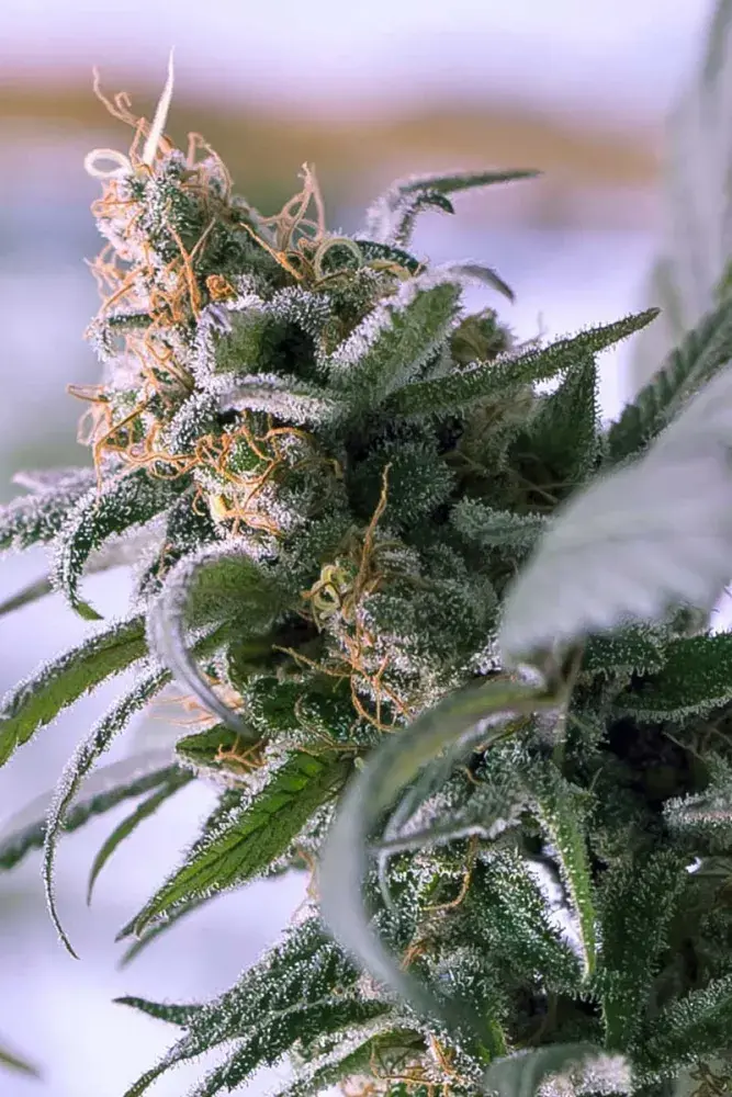 Lemon Stilton Regular Cannabis Seeds | TGA Seeds 