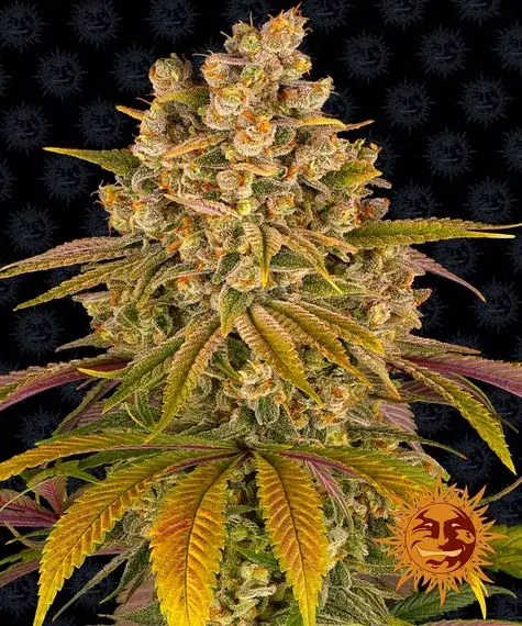 Lemon Tree Feminised Cannabis Seeds | Barney's Farm 