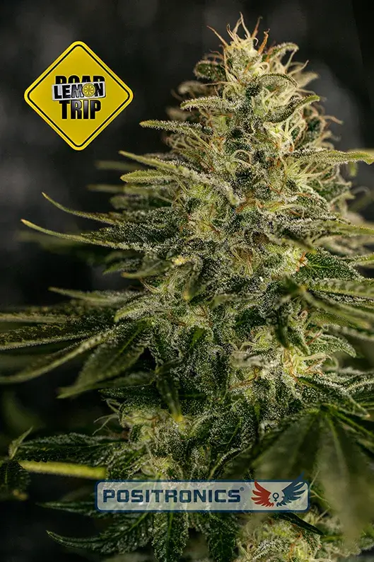 Lemon Trip Feminised Cannabis Seeds | Positronics
