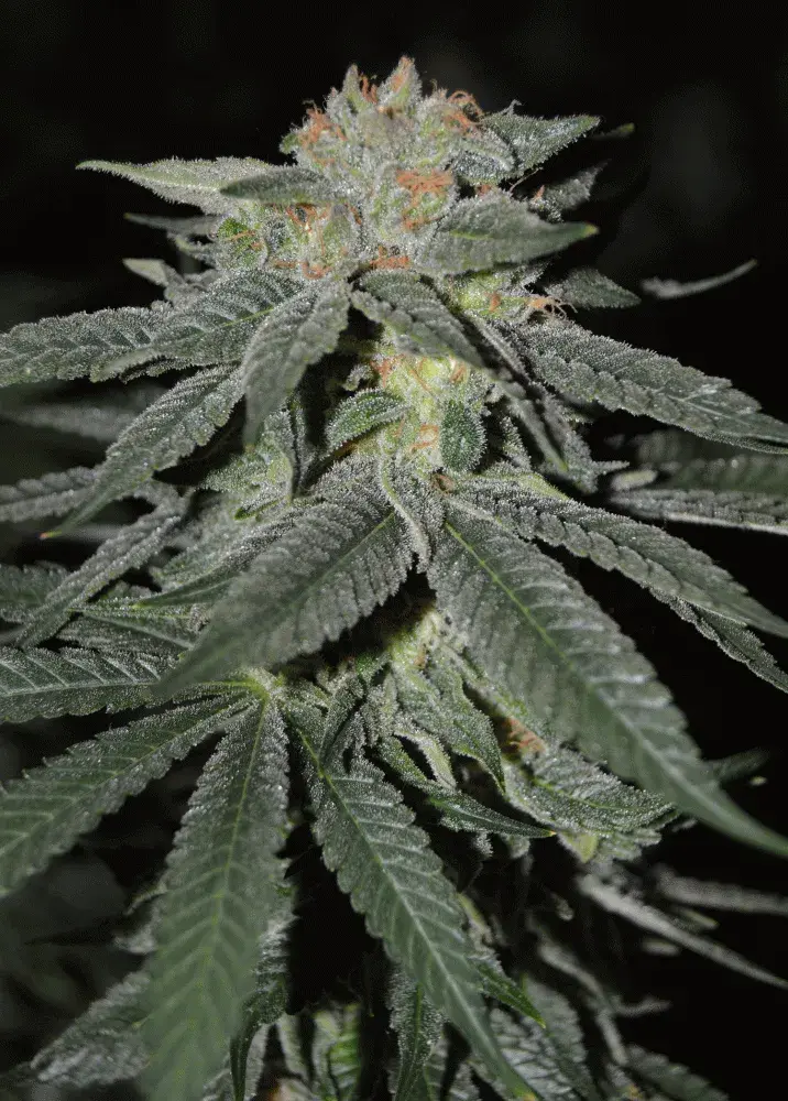 Lemon Venom Feminised Cannabis Seeds | Cream Of The Crop