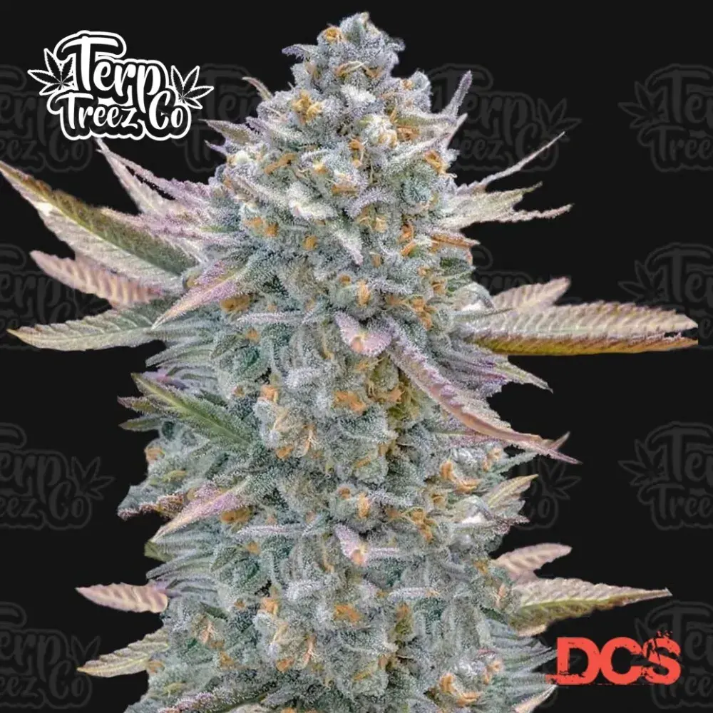 Znapple Fritter Feminised Cannabis Seeds - Terp Treez