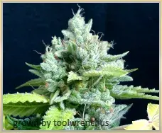 Gage Green Lemon Puff Cannabis Seeds