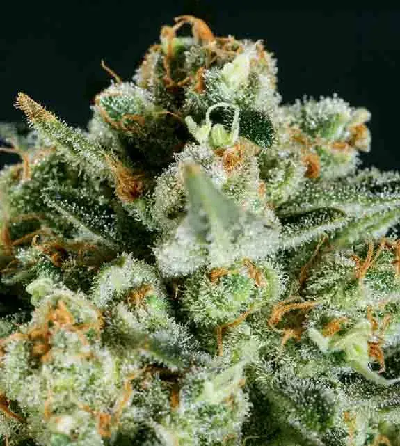 LEMON HAZE x SCBDX Feminised Cannnabis Seeds