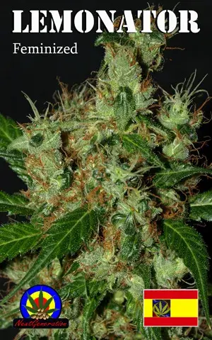 Lemonator Feminised Cannabis Seeds | Next Generation Seeds 