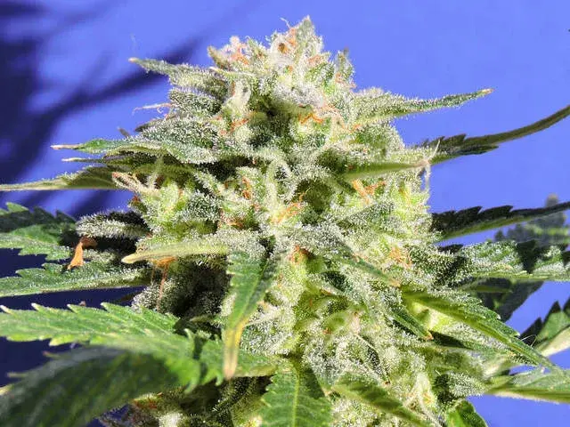 Lemonberry Haze Auto Feminised Cannabis Seeds | Original Sensible Seeds