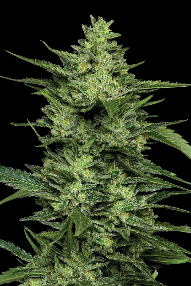 Limez Feminised Cannabis Seeds - Humboldt Seed Company.