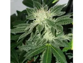 Little Boy Feminised Cannabis Seeds | Blim Burn Seeds BCN Range