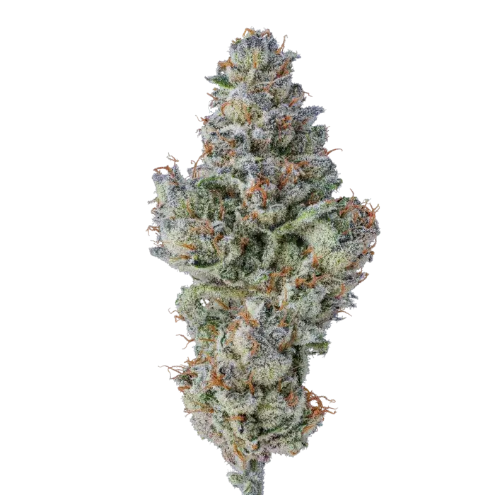 Lobster Butter Auto Feminised Cannabis Seeds - Growers Choice.