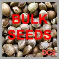 Super Lemon Haze Feminised Cannabis Seeds | Discount Cannabis Seeds