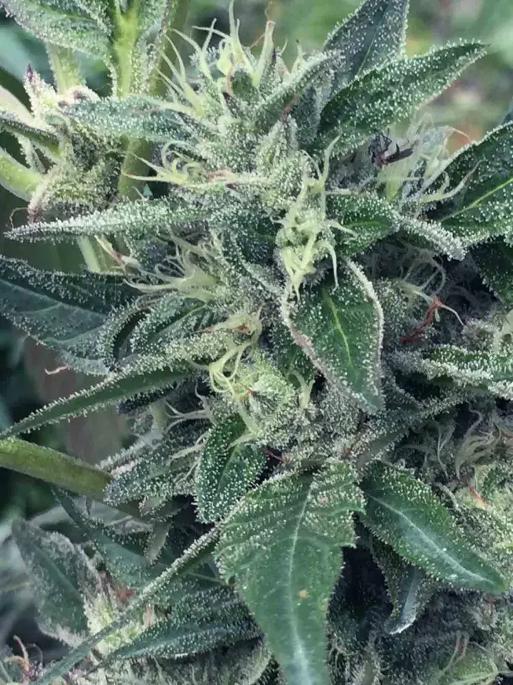 LOST COAST x SCBDX Feminised Cannnabis Seeds