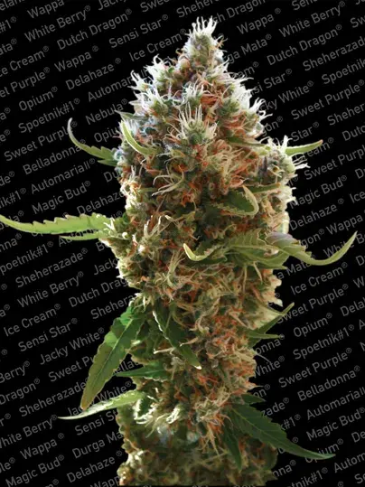 Lucid Bolt Feminised Cannabis Seeds | Paradise Seeds