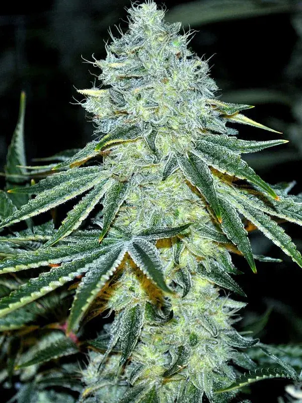 MAC Feminised Cannabis Seeds - Anesia Seeds