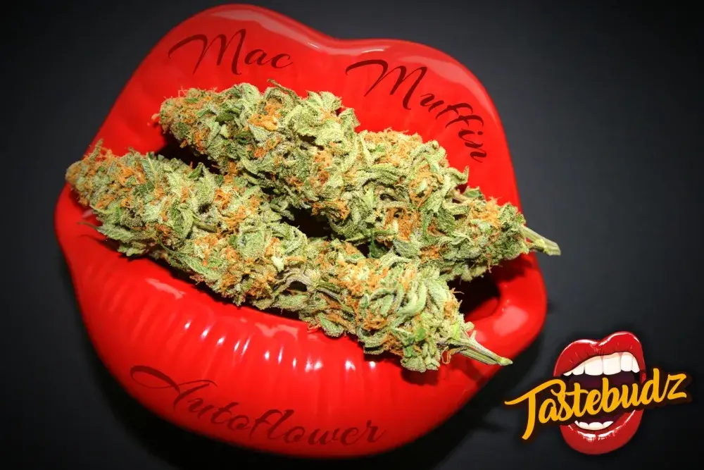 MAC Muffin Auto Feminised - Tastebudz