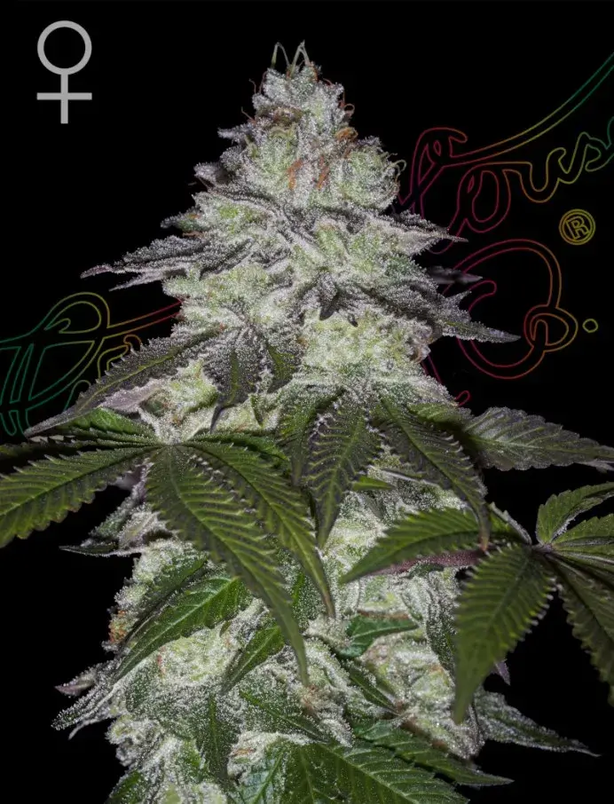 Milky Dreams Feminised Cannabis Seeds | Greenhouse Seeds