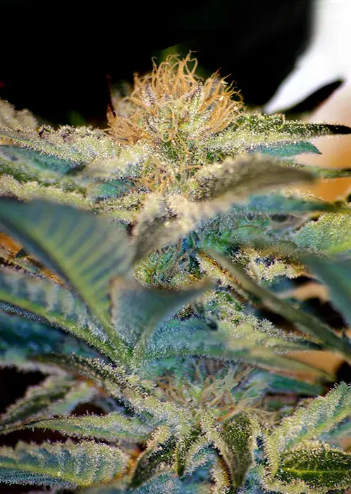 Moham Ram Feminised Cannabis Seeds | Sweet Seeds