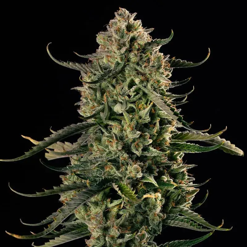 Mac Dawg XXL Auto Cannabis Seeds - Silent Seeds.