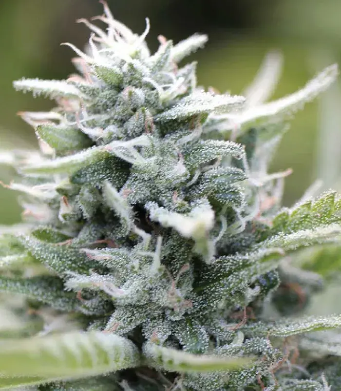 Magic Melon Auto Feminised Cannabis Seeds - Humboldt Seed Company