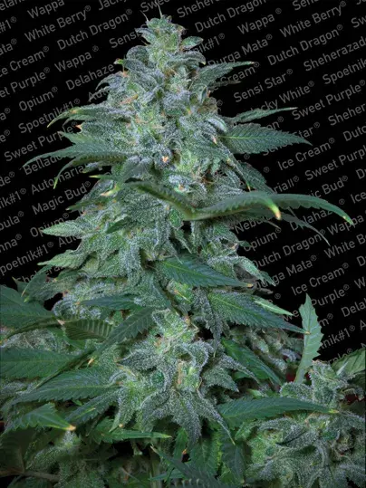 Magic Bud Feminised Cannabis Seeds | Paradise Seeds