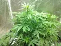 Magnum Auto Feminised Cannabis Seeds | Buddha Seeds