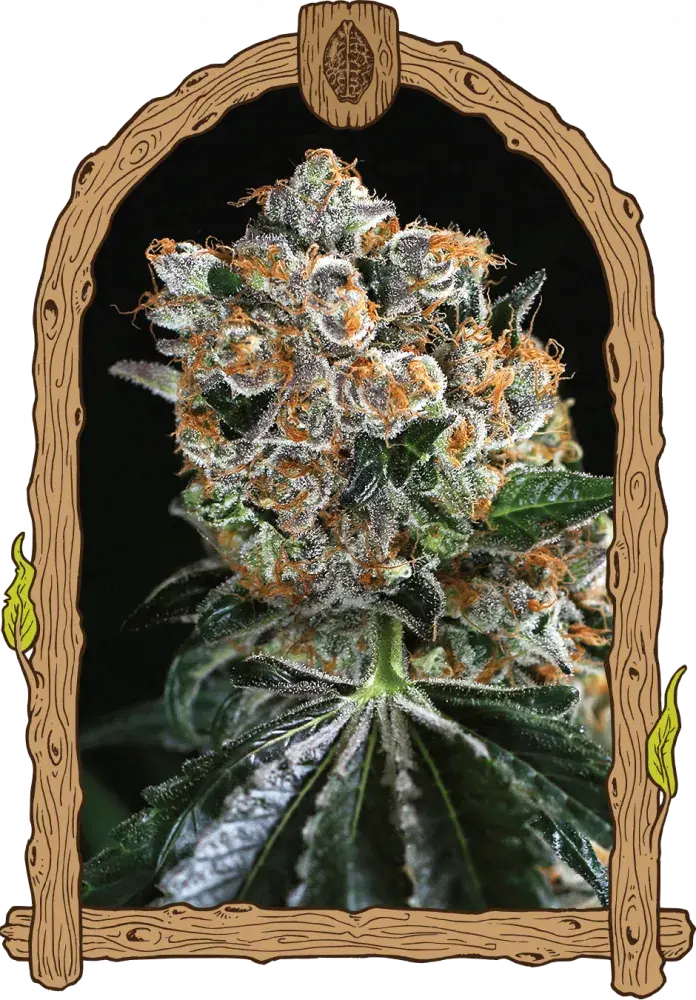 Malasana Cookies Feminised Cannabis Seeds | Exotic Seeds