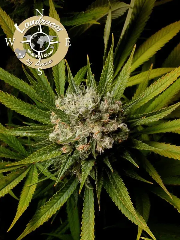 Malawi Gold Feminised Cannabis Seeds - Anesia Seeds